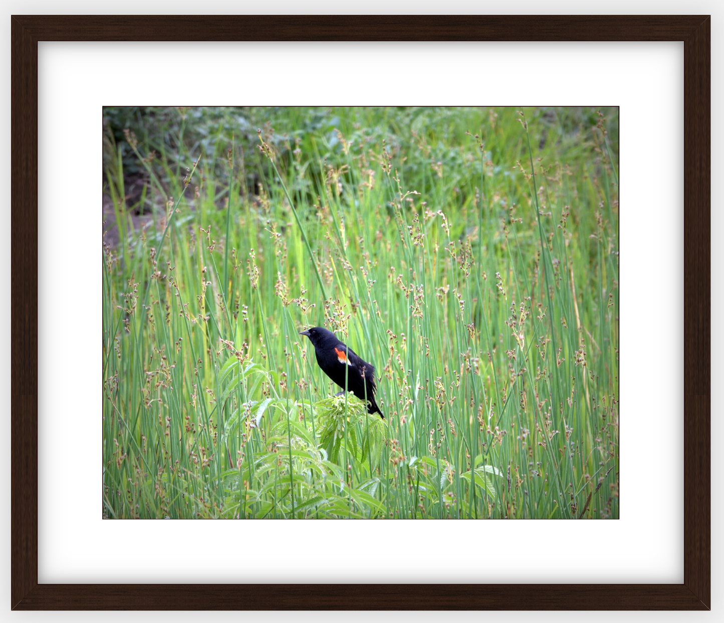 Red-Winged Black Bird Framed Print