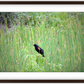 Red-Winged Black Bird Framed Print