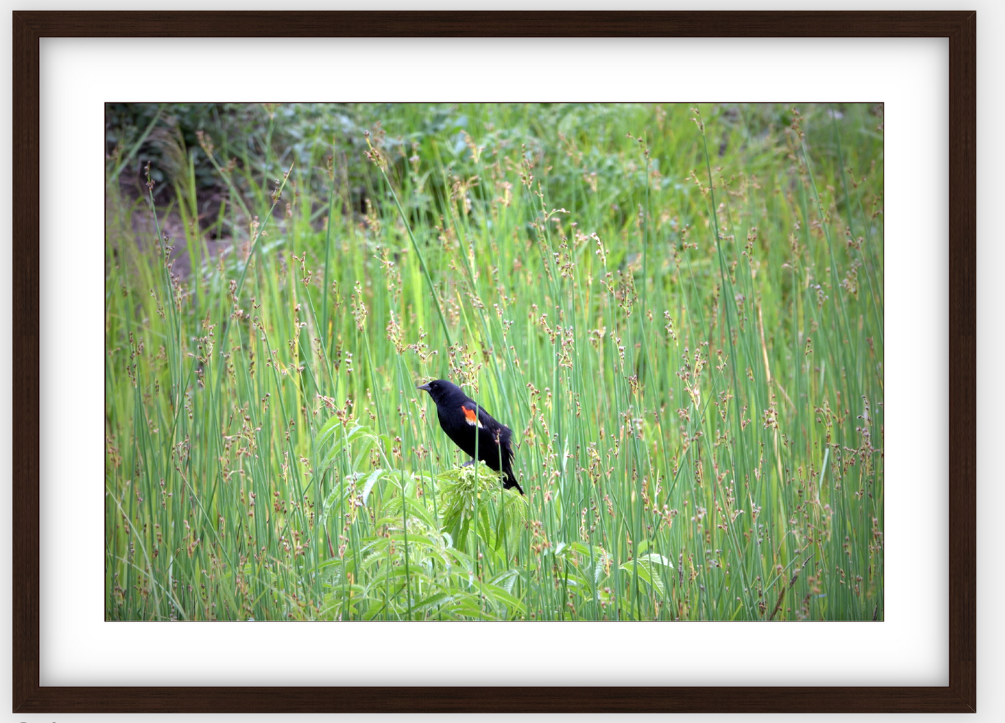 Red-Winged Black Bird Framed Print