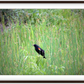 Red-Winged Black Bird Framed Print