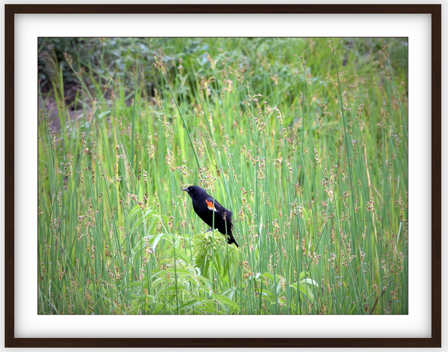 Red-Winged Black Bird Framed Print