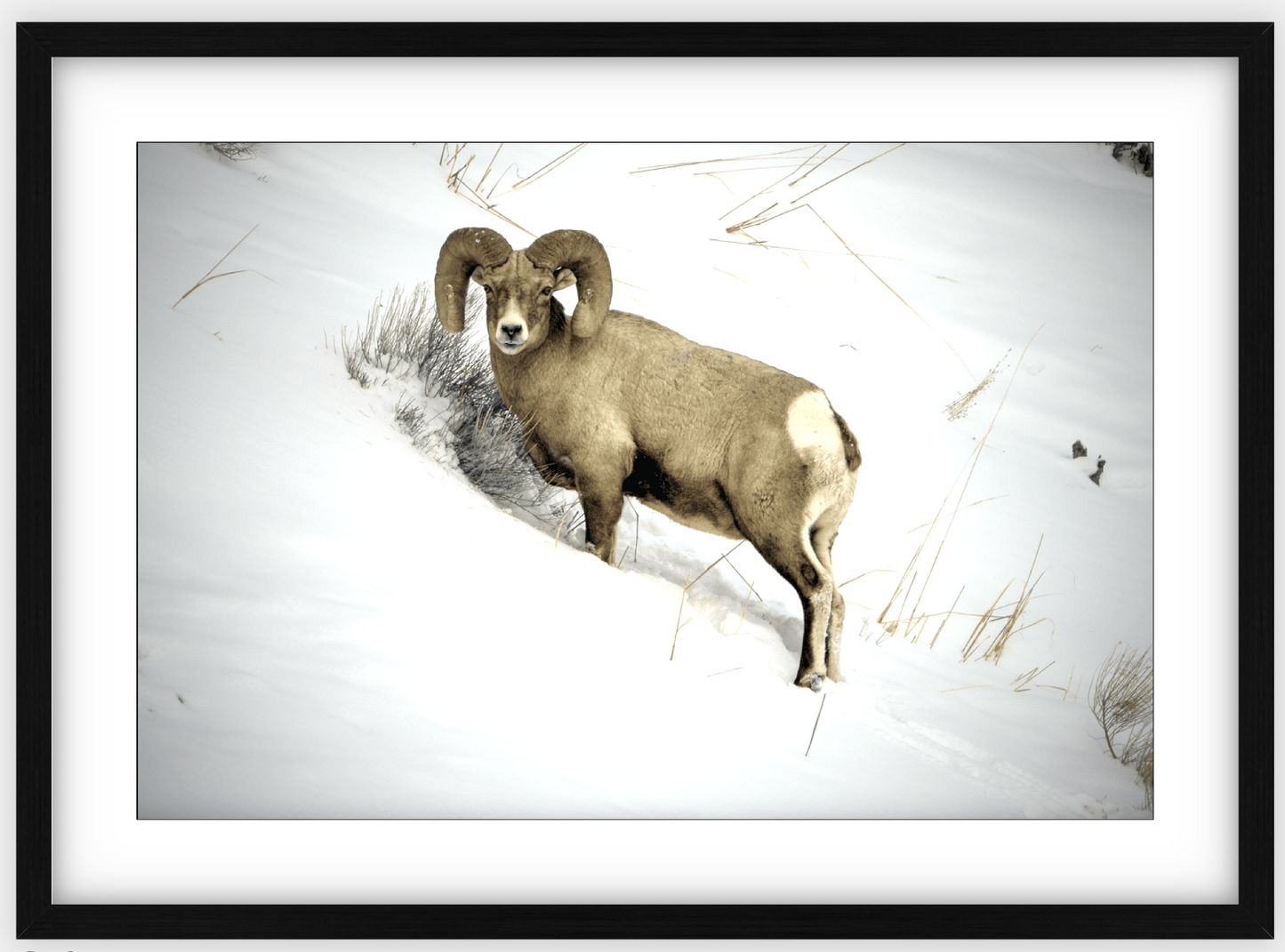 Yellowstone Winter Longhorn Framed Print