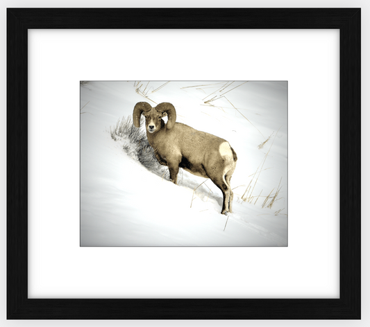 Yellowstone Winter Longhorn Framed Print