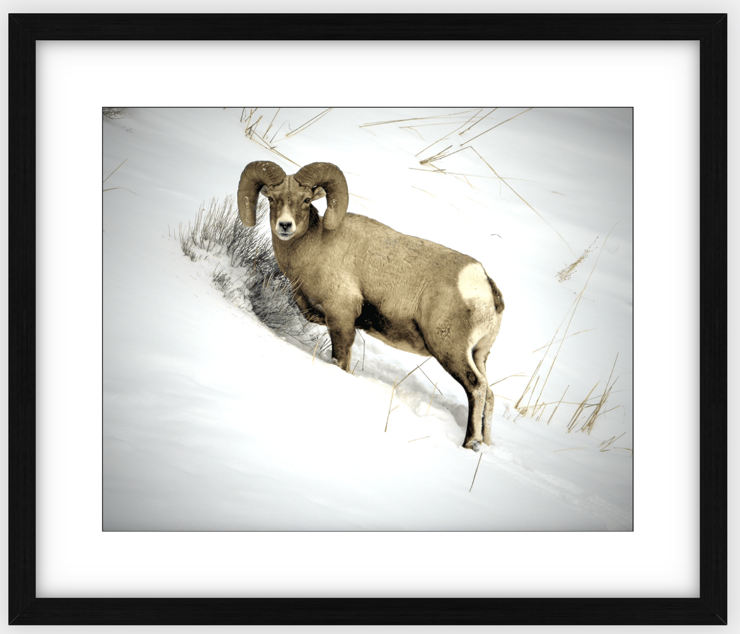 Yellowstone Winter Longhorn Framed Print