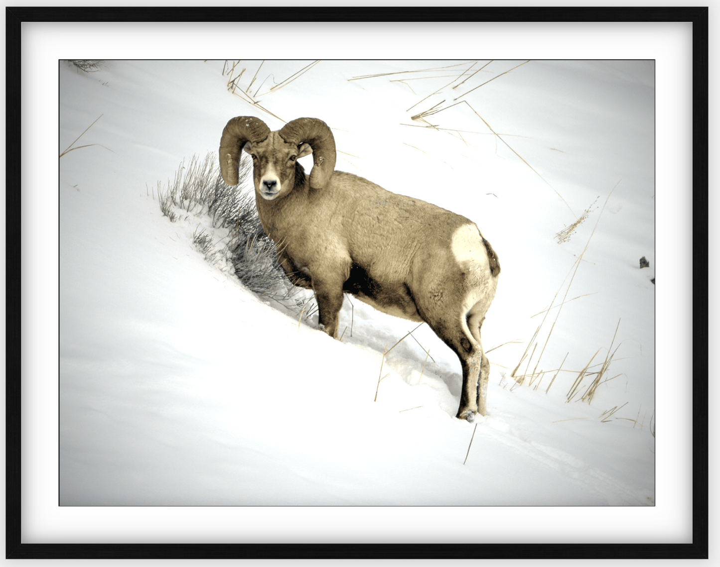 Yellowstone Winter Longhorn Framed Print