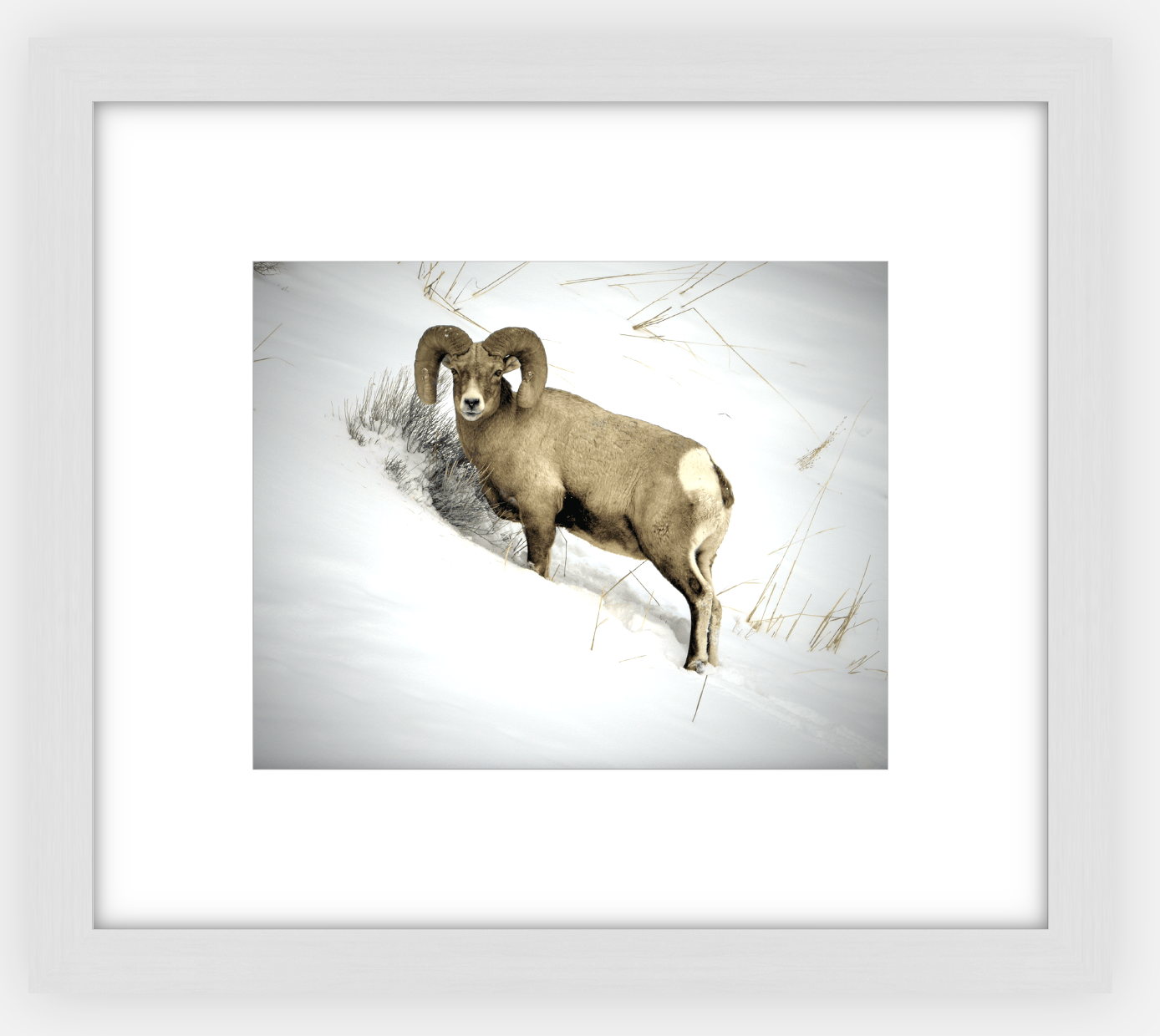 Yellowstone Winter Longhorn Framed Print