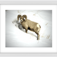 Yellowstone Winter Longhorn Framed Print