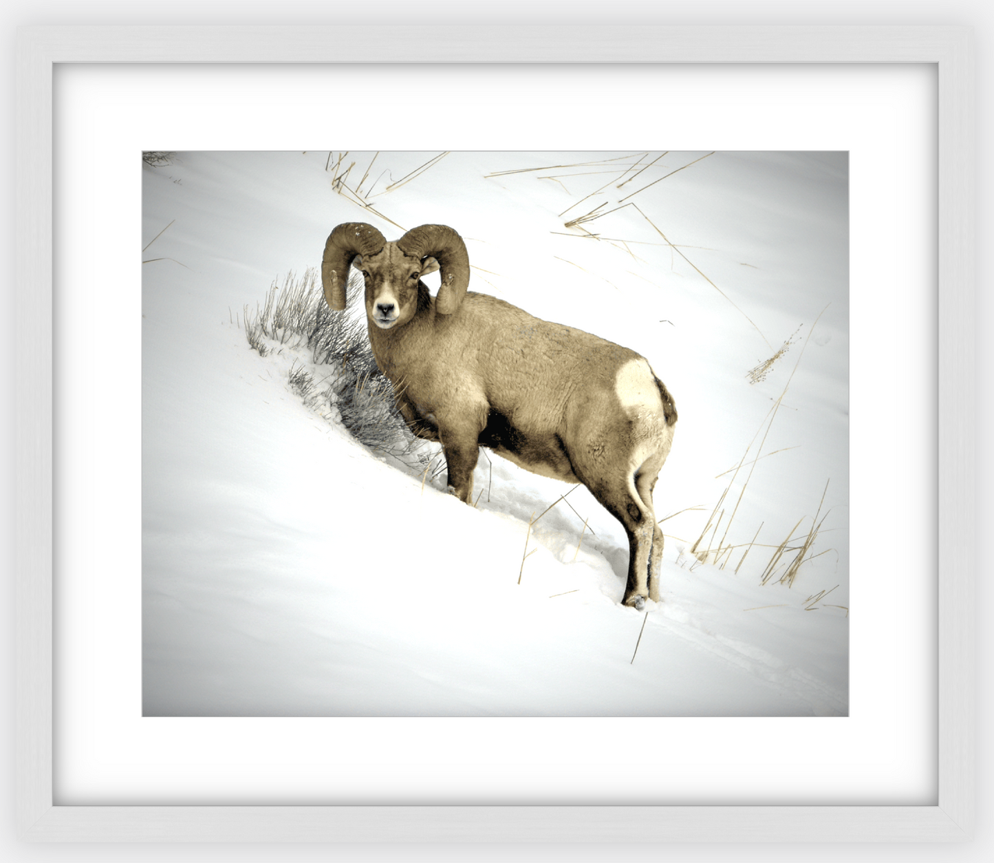 Yellowstone Winter Longhorn Framed Print