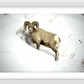 Yellowstone Winter Longhorn Framed Print