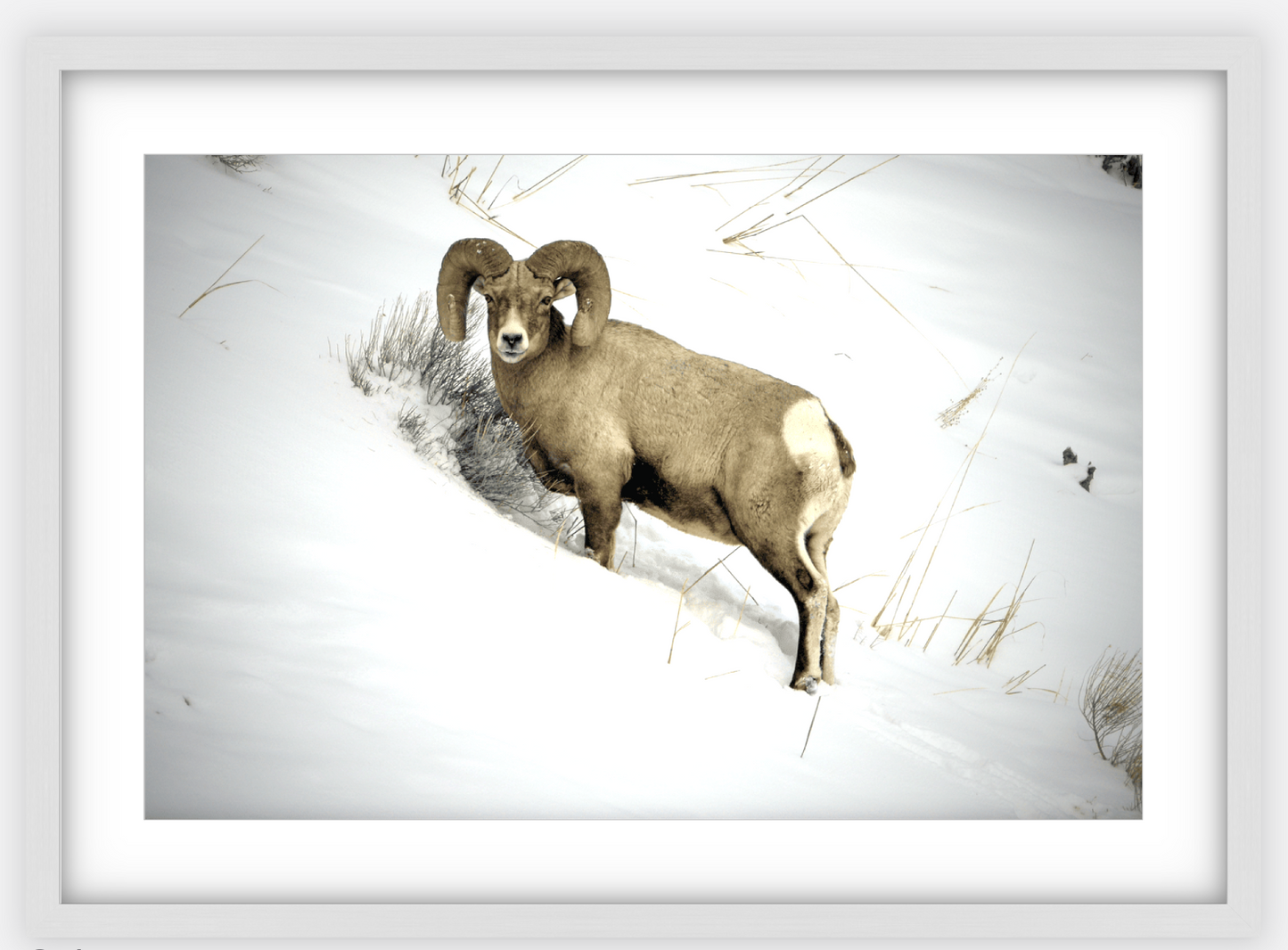 Yellowstone Winter Longhorn Framed Print