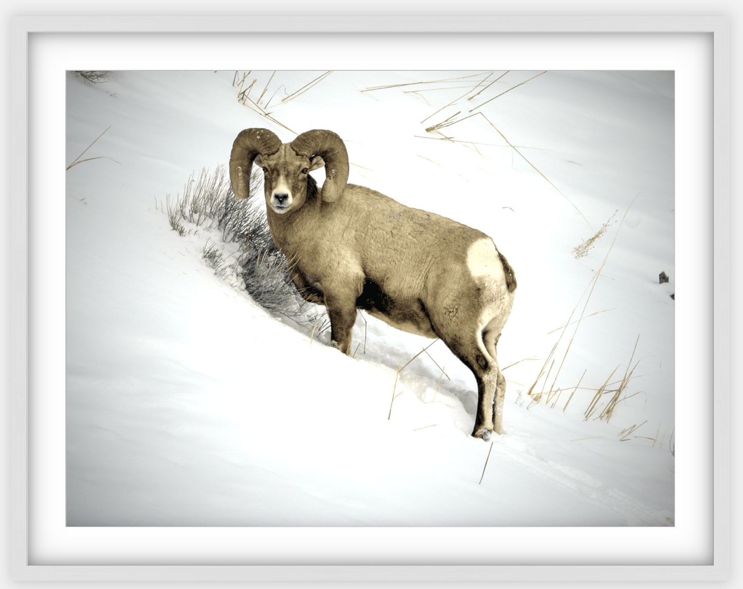 Yellowstone Winter Longhorn Framed Print