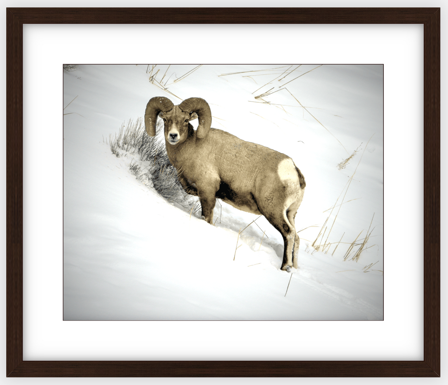 Yellowstone Winter Longhorn Framed Print