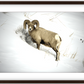 Yellowstone Winter Longhorn Framed Print