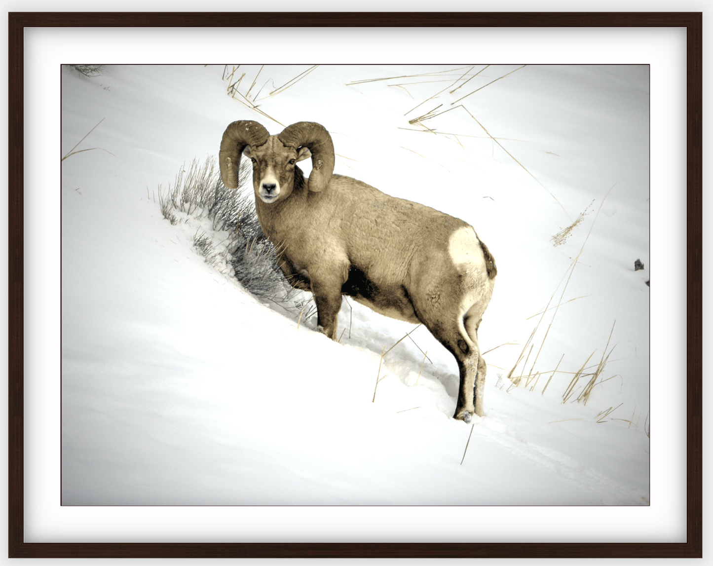 Yellowstone Winter Longhorn Framed Print