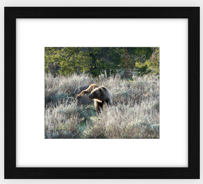 Wyoming Grizzly Morning Framed Print