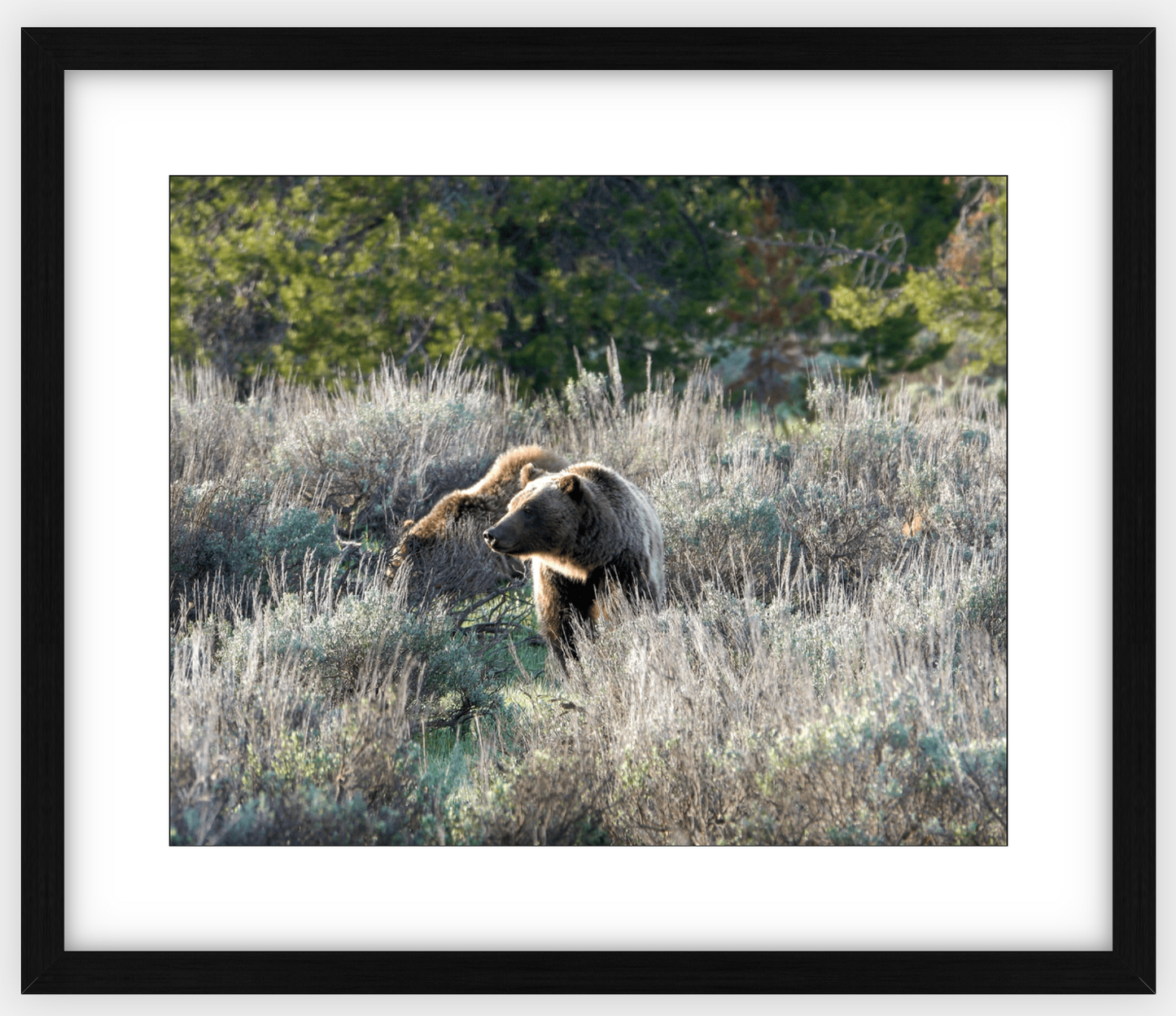 Wyoming Grizzly Morning Framed Print