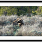 Wyoming Grizzly Morning Framed Print