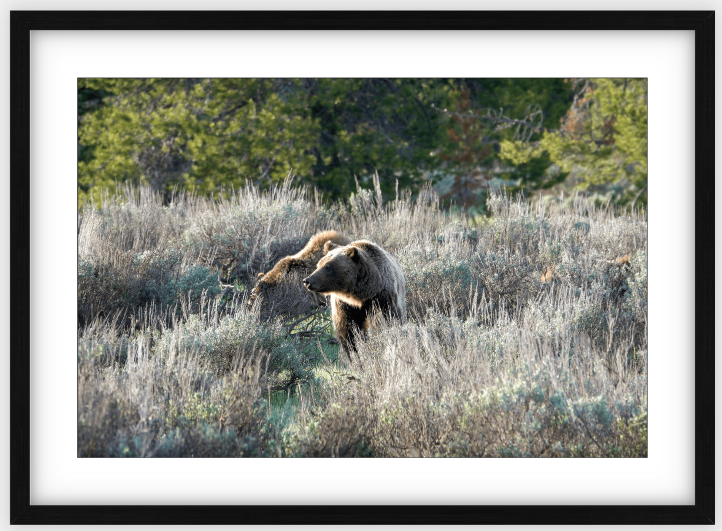 Wyoming Grizzly Morning Framed Print