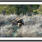 Wyoming Grizzly Morning Framed Print