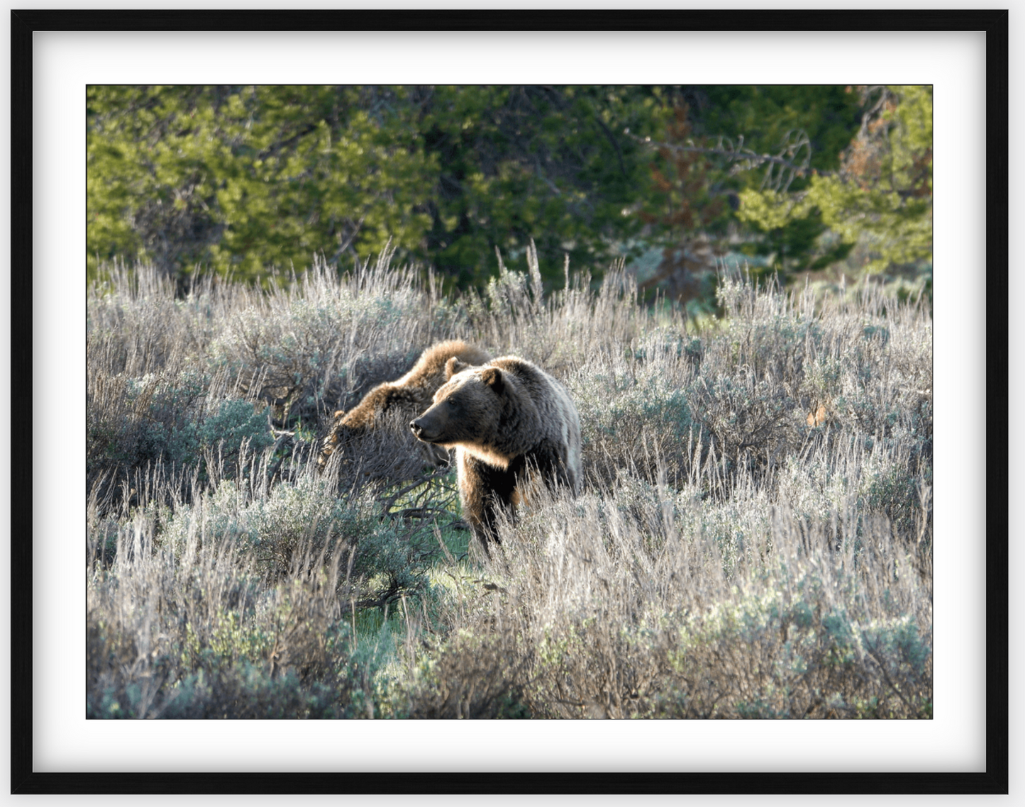 Wyoming Grizzly Morning Framed Print