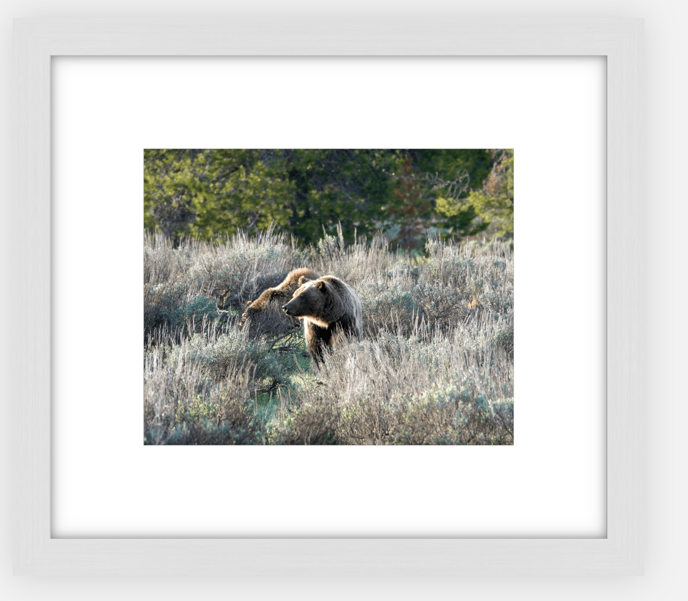 Wyoming Grizzly Morning Framed Print