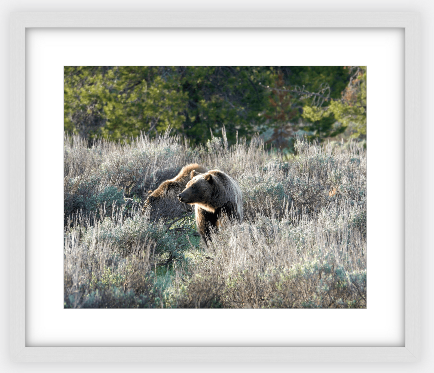 Wyoming Grizzly Morning Framed Print