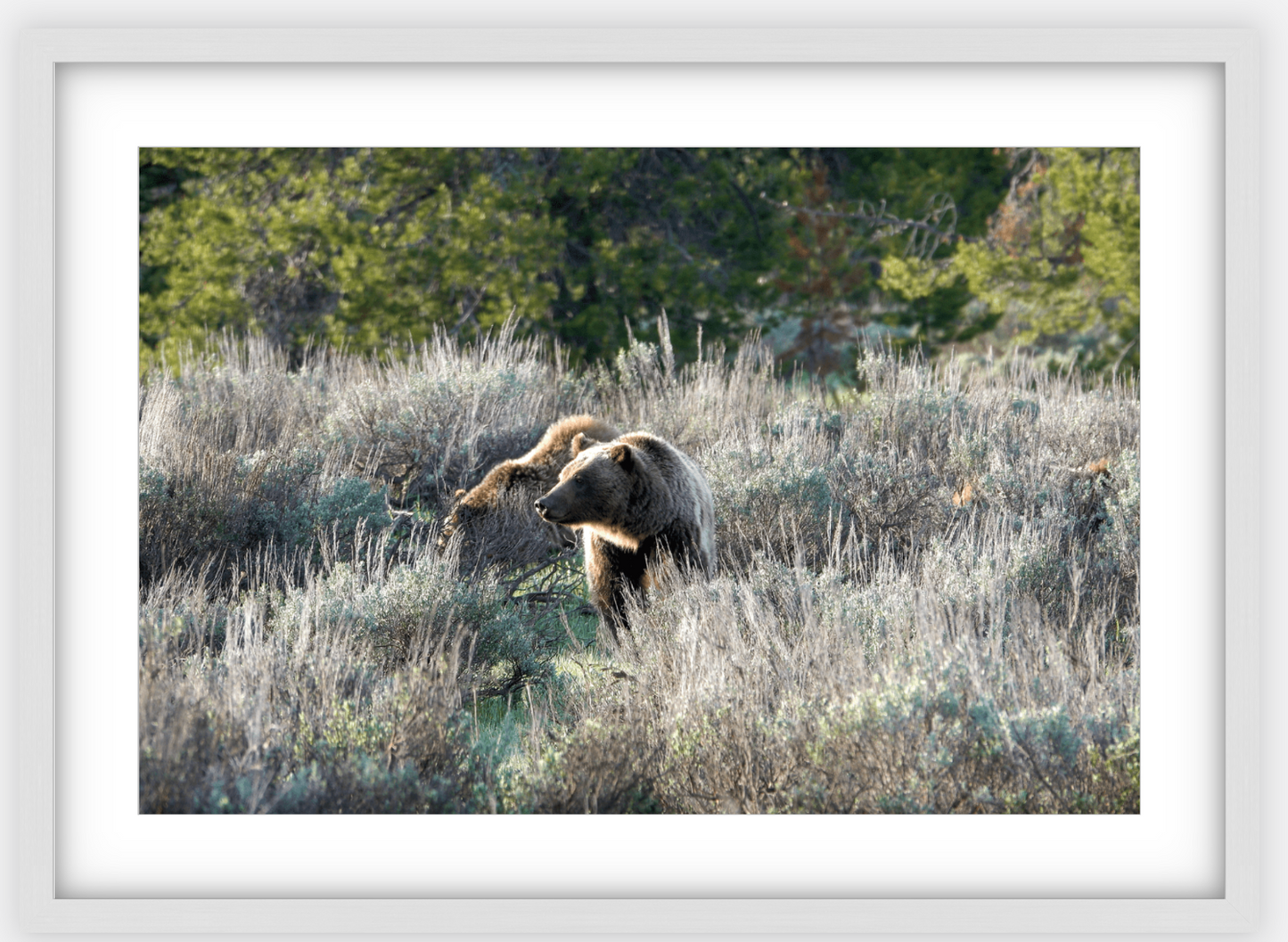 Wyoming Grizzly Morning Framed Print