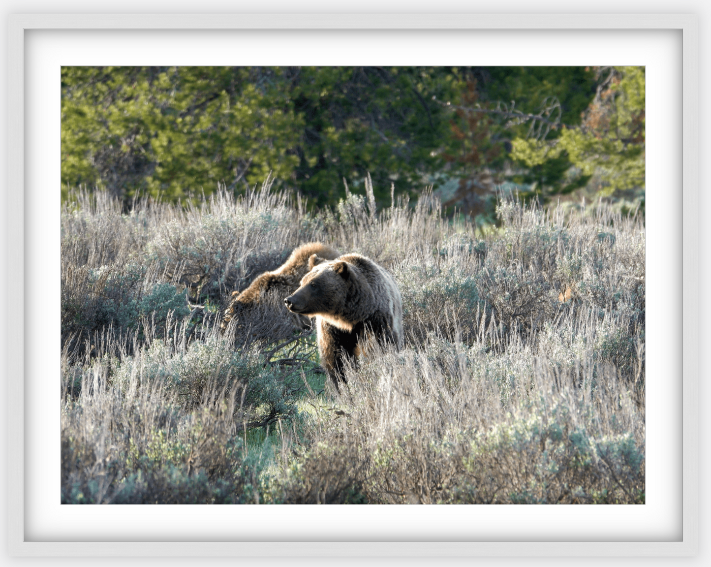 Wyoming Grizzly Morning Framed Print