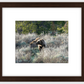 Wyoming Grizzly Morning Framed Print