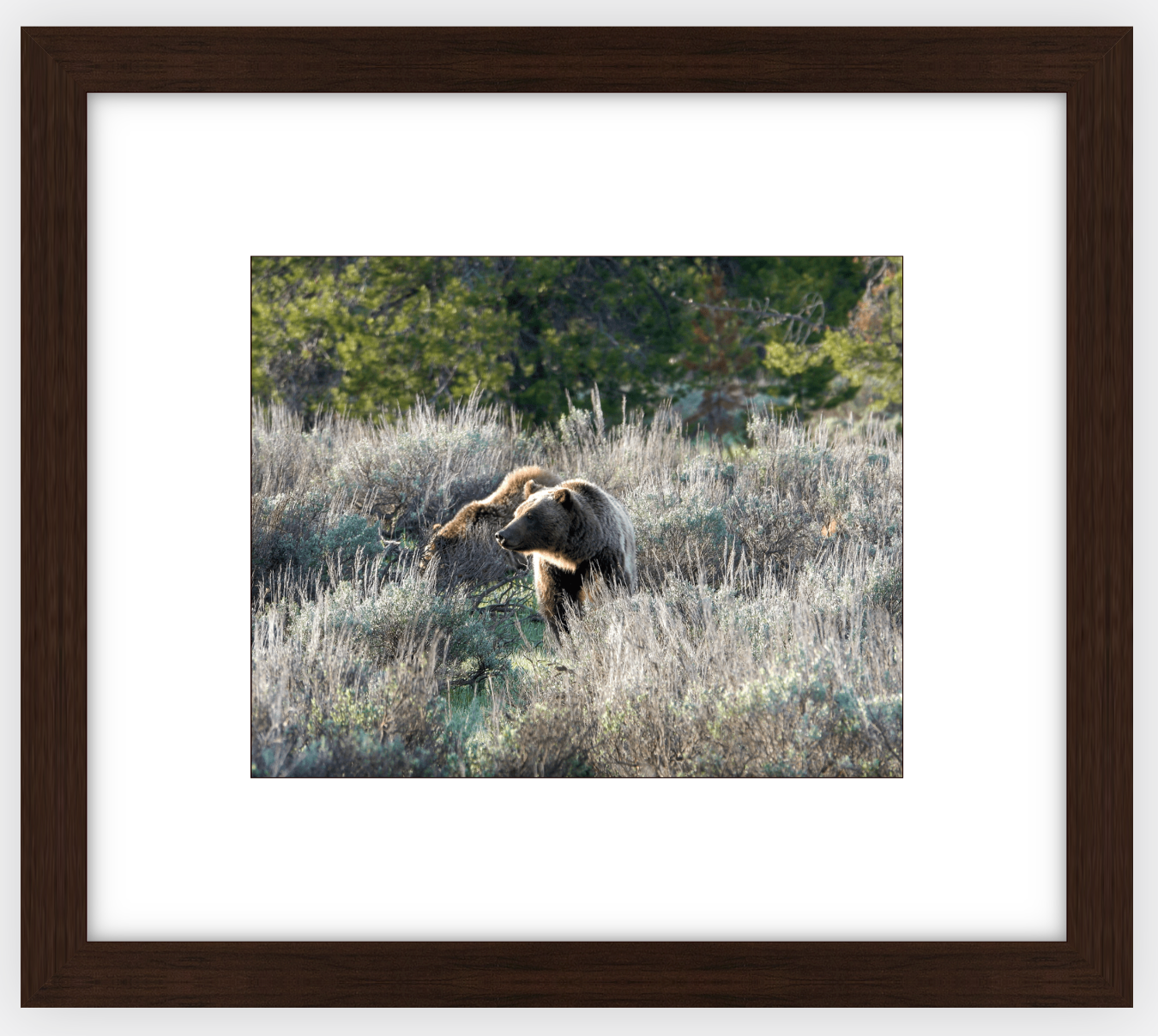 Wyoming Grizzly Morning Framed Print