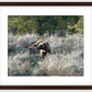 Wyoming Grizzly Morning Framed Print