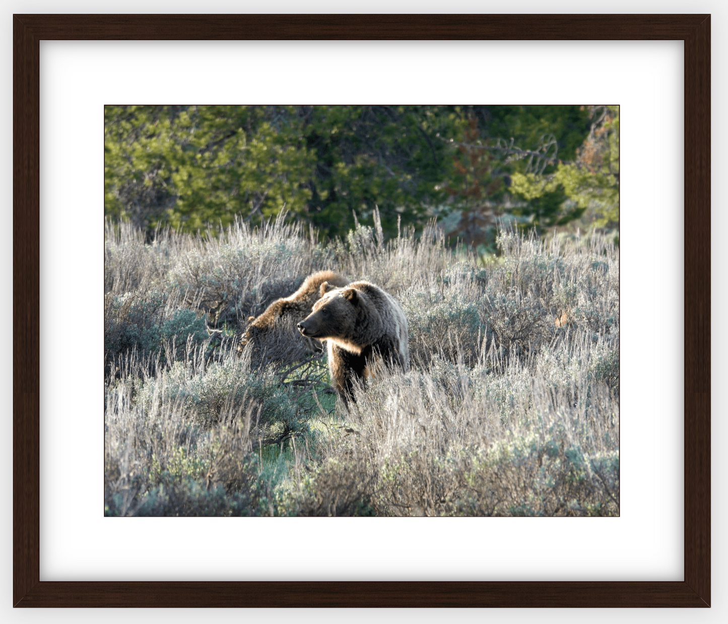 Wyoming Grizzly Morning Framed Print