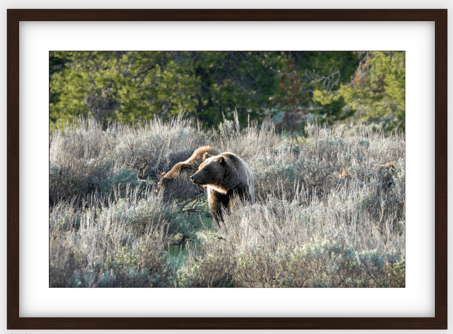 Wyoming Grizzly Morning Framed Print