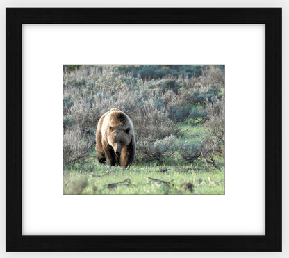 Wyoming Grizzly Forage Framed Print