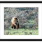 Wyoming Grizzly Forage Framed Print