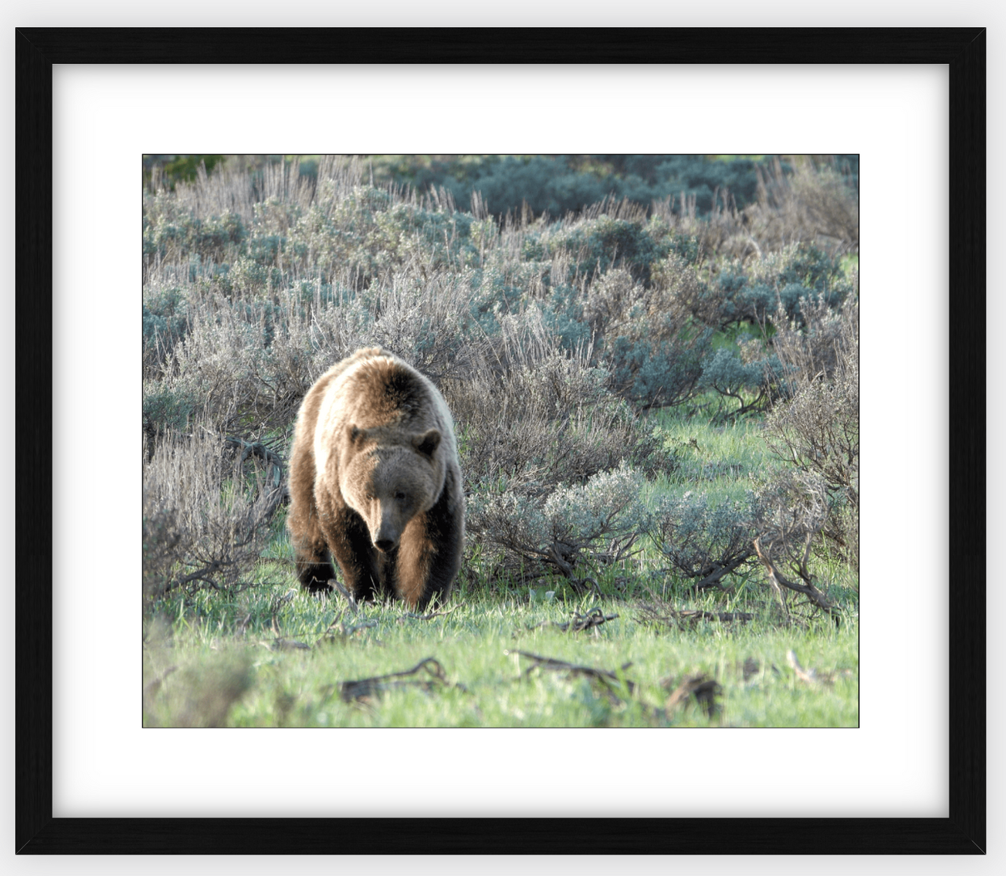 Wyoming Grizzly Forage Framed Print