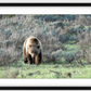 Wyoming Grizzly Forage Framed Print