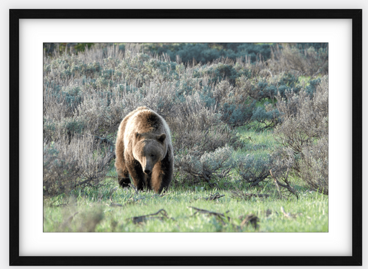 Wyoming Grizzly Forage Framed Print