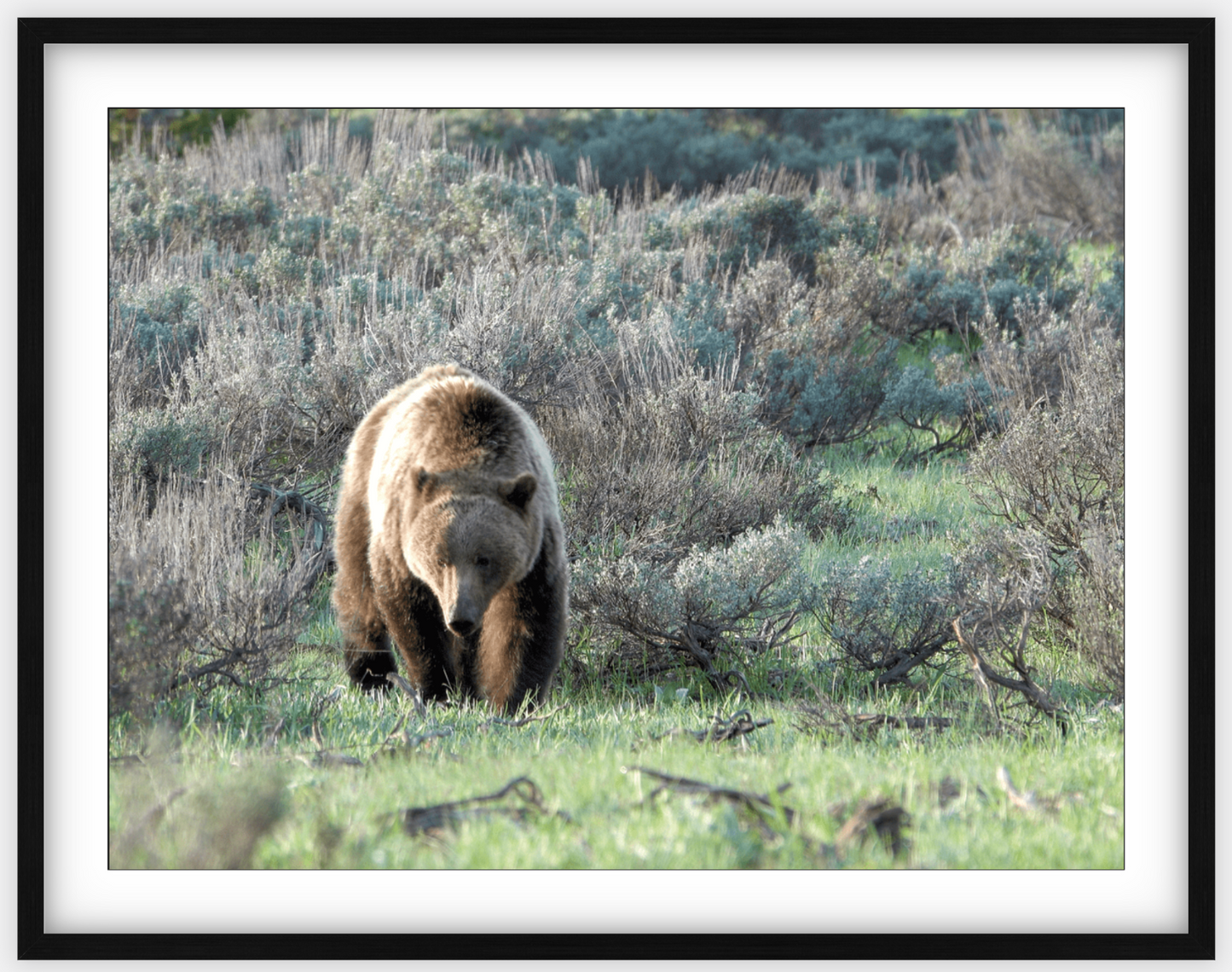 Wyoming Grizzly Forage Framed Print