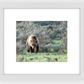 Wyoming Grizzly Forage Framed Print