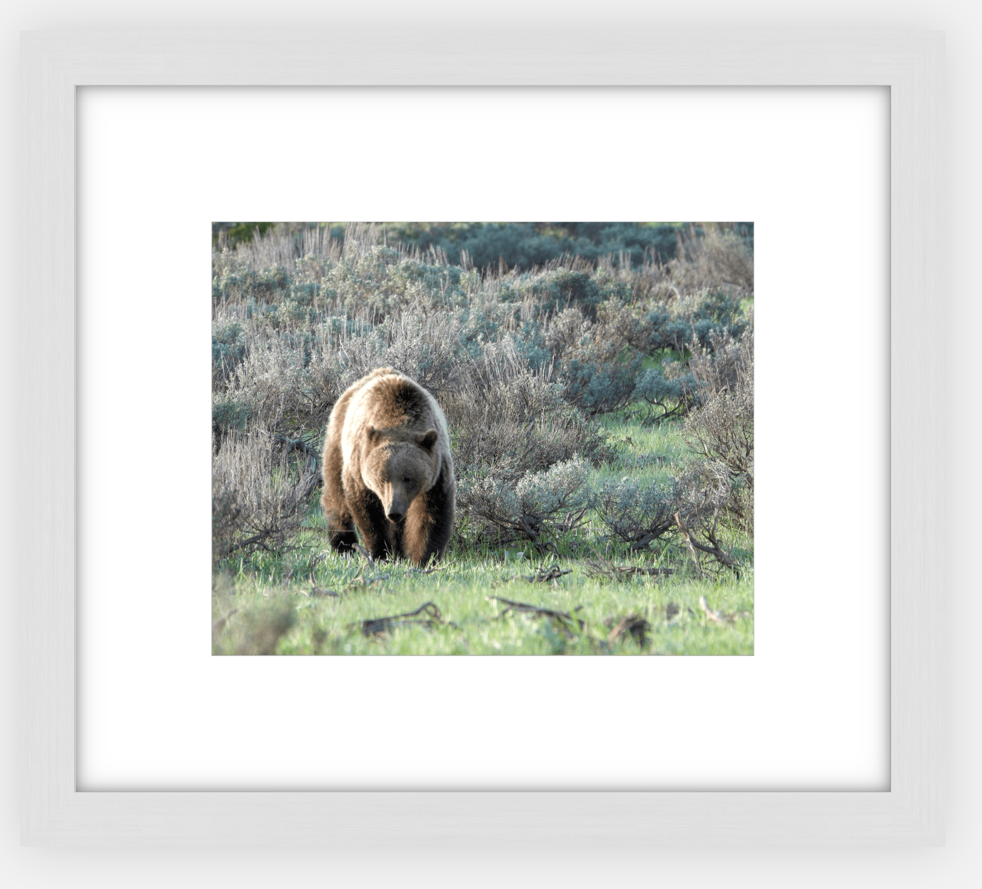 Wyoming Grizzly Forage Framed Print