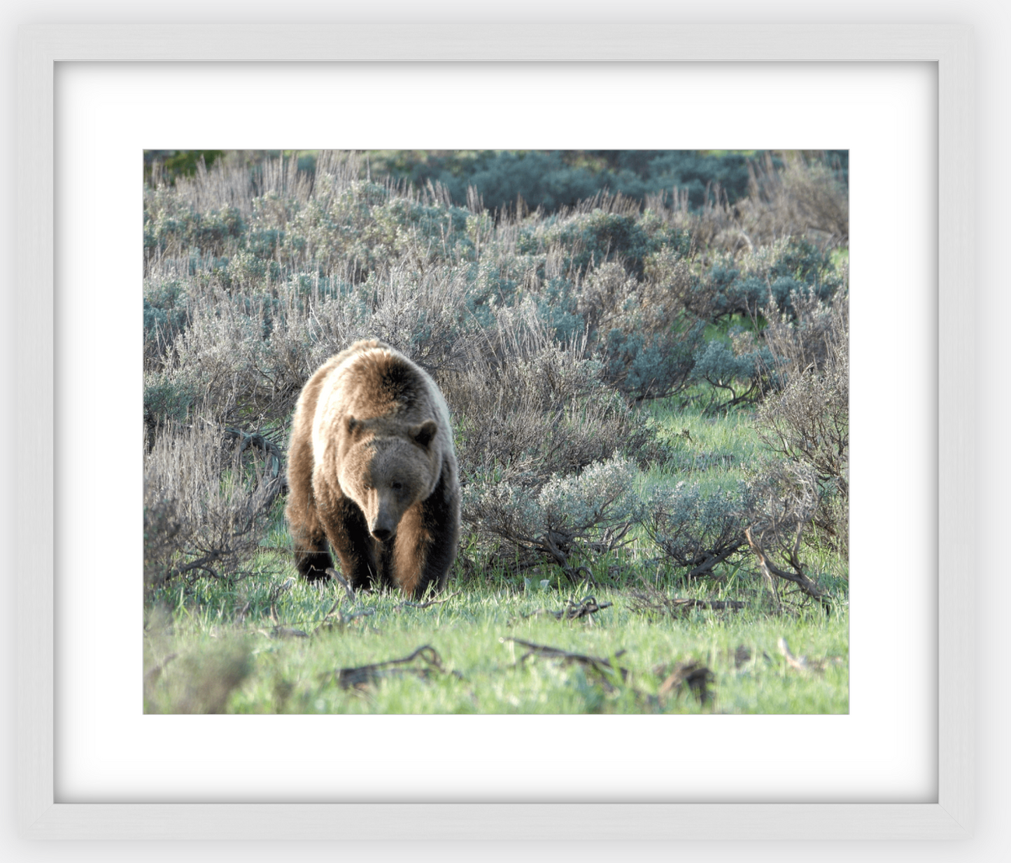 Wyoming Grizzly Forage Framed Print