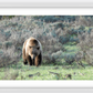 Wyoming Grizzly Forage Framed Print