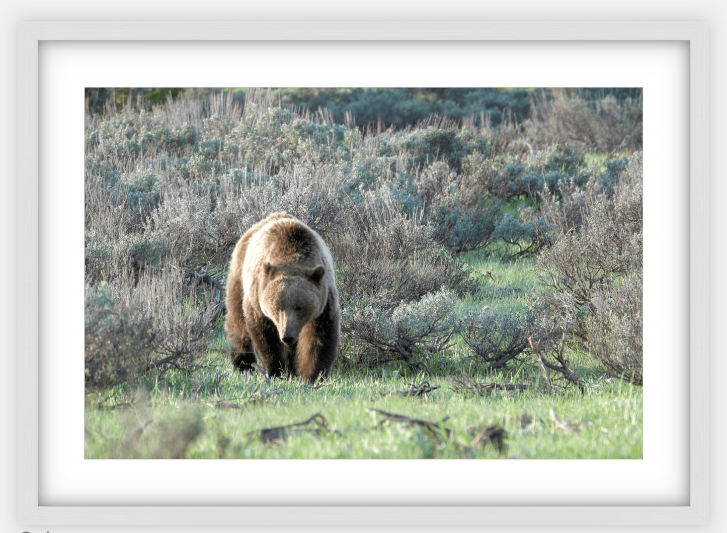 Wyoming Grizzly Forage Framed Print