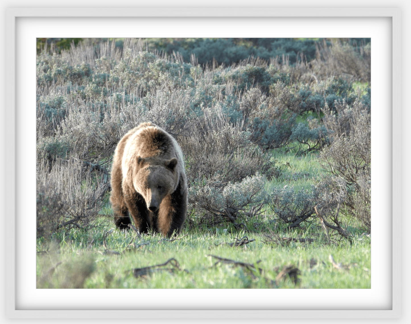 Wyoming Grizzly Forage Framed Print