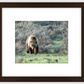 Wyoming Grizzly Forage Framed Print