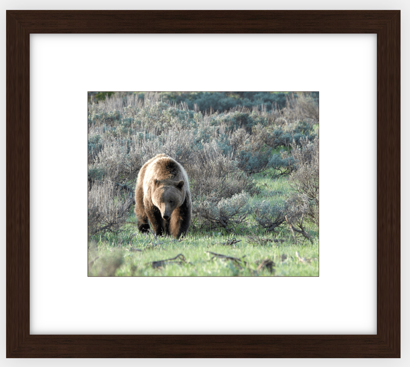 Wyoming Grizzly Forage Framed Print