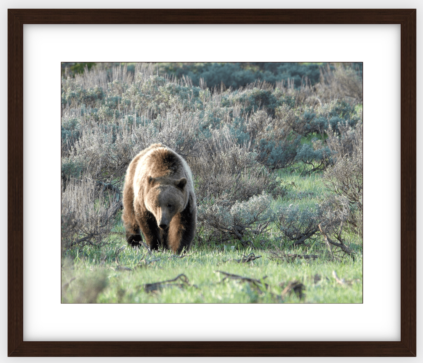 Wyoming Grizzly Forage Framed Print