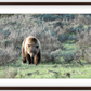 Wyoming Grizzly Forage Framed Print