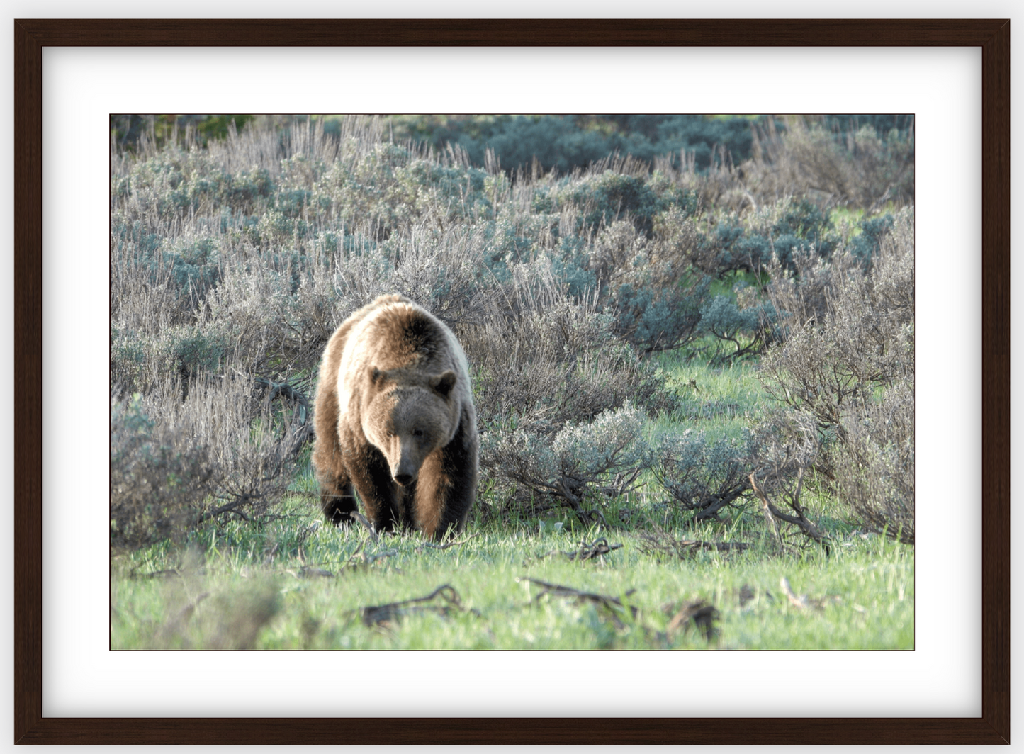 Wyoming Grizzly Forage Framed Print